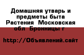 Домашняя утварь и предметы быта Растения. Московская обл.,Бронницы г.